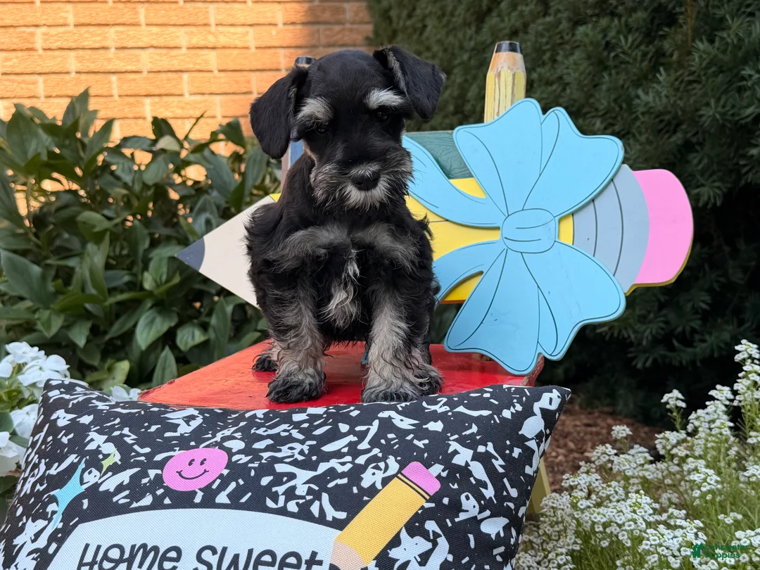 Miniature Schnauzer dogs for sale: Melody - Ad 2