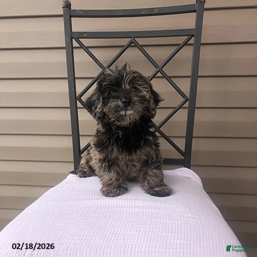 Doxiepoo dogs for sale: Miss Smokey - Ad 2