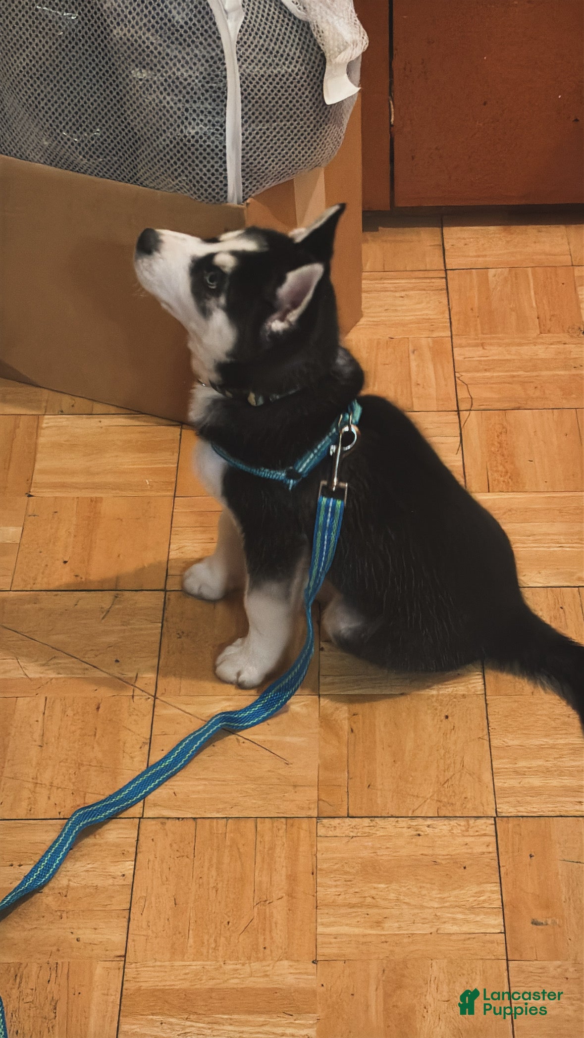 Siberian Husky dogs Siberian Husky Puppy 1 - Ad 39