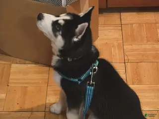 Siberian Husky dogs Siberian Husky Puppy 1 - Ad 41