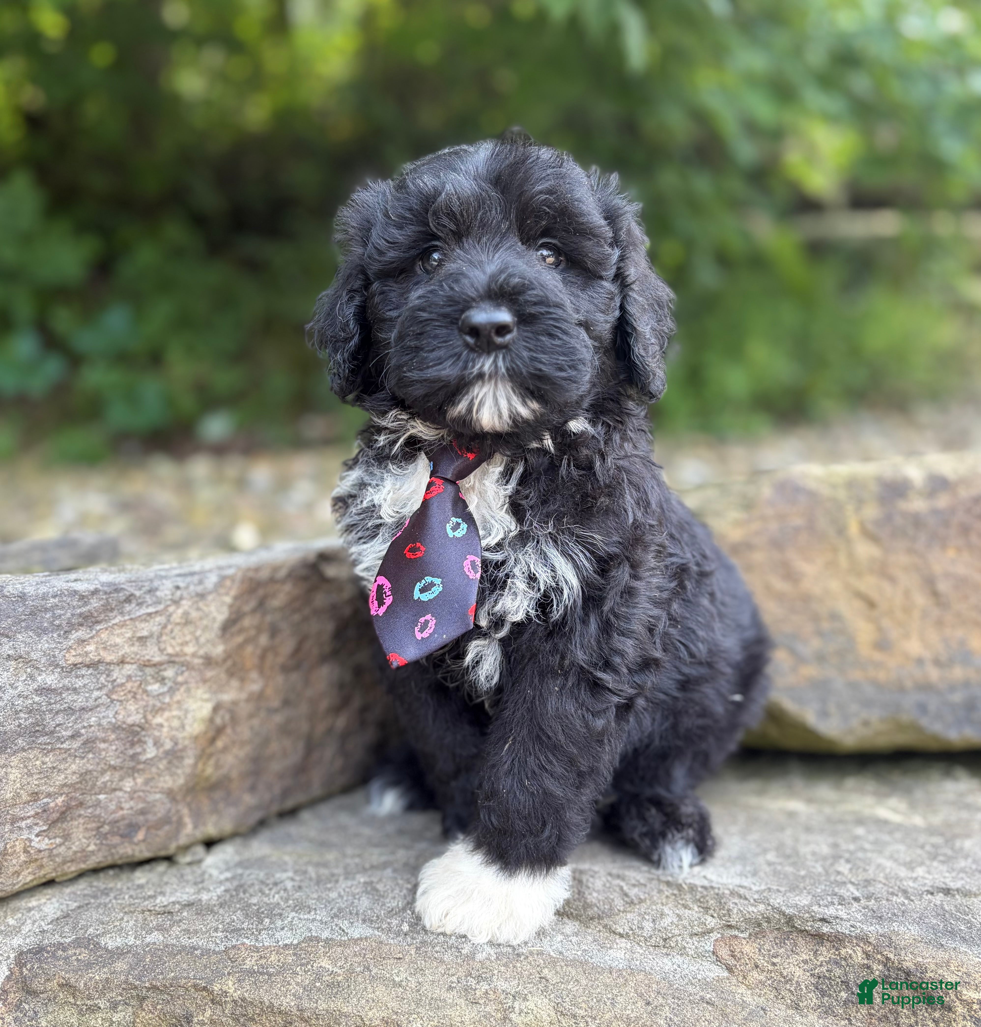 Portuguese Water Dog dogs Findlay - Ad 1
