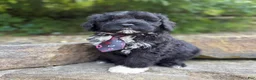 Portuguese Water Dog dogs for sale: Findlay - Ad 6