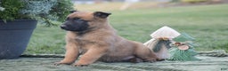 Belgian Malinois dogs for sale: Rhett - Ad 4