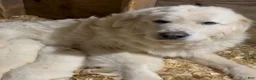 Great Pyrenees dogs for sale: Great Pyrenees 1 - Ad 6