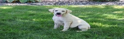 Labrador Retriever dogs for sale: Percival - Ad 3
