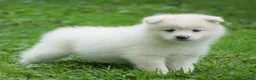 American Eskimo dogs for sale: Diamond - Ad 1