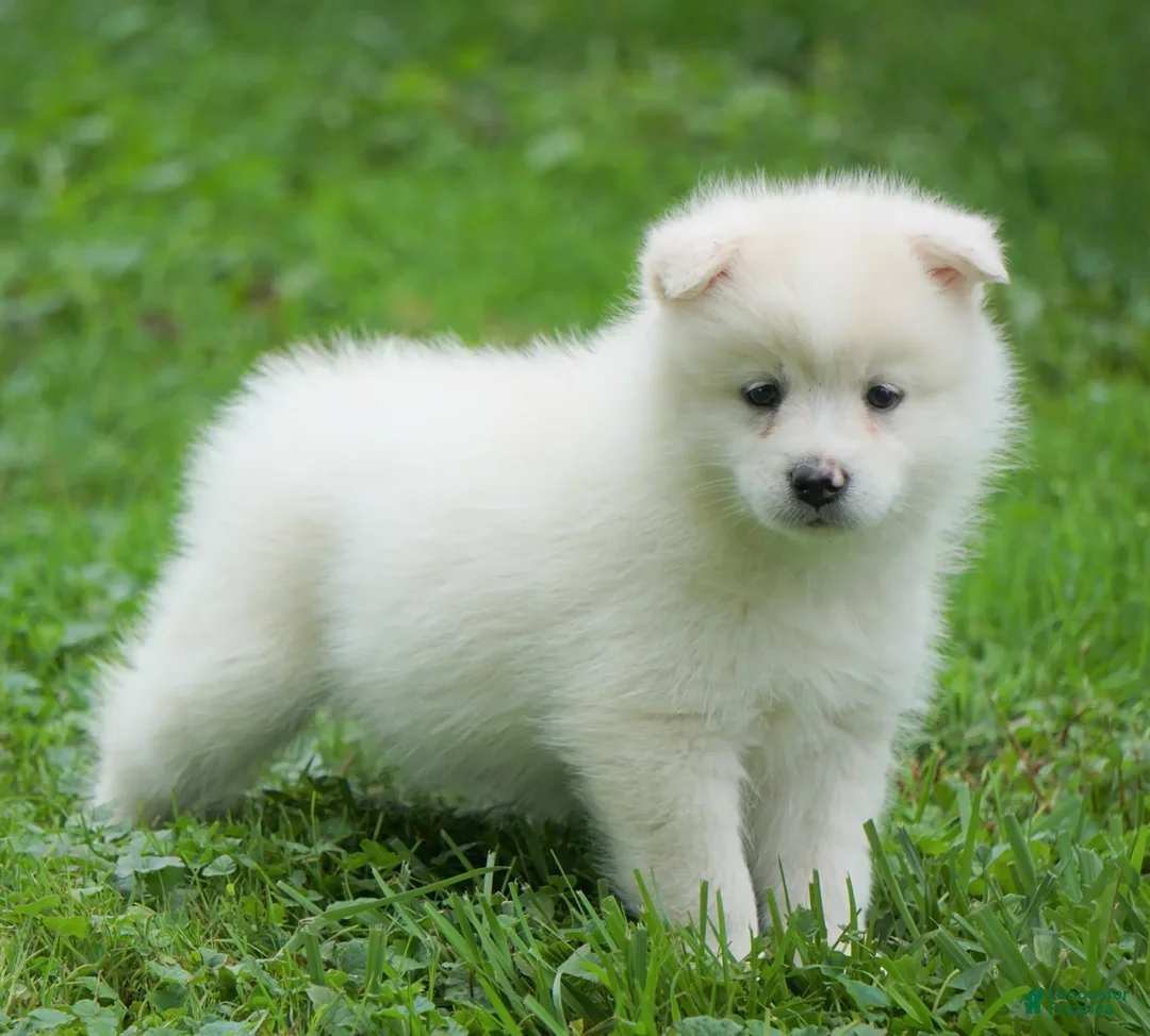 American Eskimo dogs for sale: Diamond - Ad 1