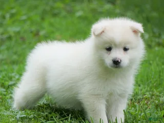 American Eskimo dogs Diamond - Ad 16