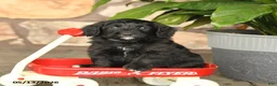 Double Doodle dogs for sale: Diamond - Ad 5