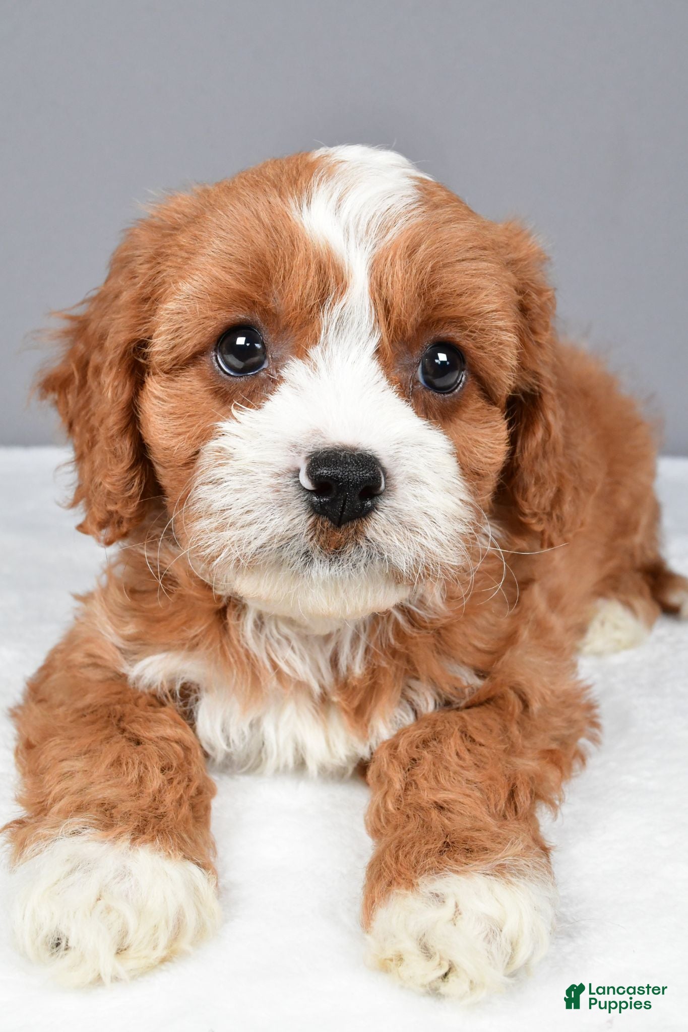 Cavapoo dogs Echo - Ad 2