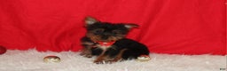 Yorkshire Terrier dogs for sale: Donnie - Ad 9