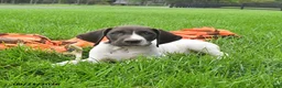 German Shorthaired Pointer dogs for sale: Siren - Ad 4