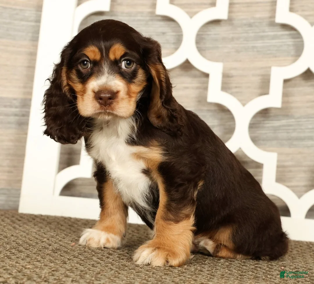 Cocker Spaniel dogs for sale: Thomas - Ad 2