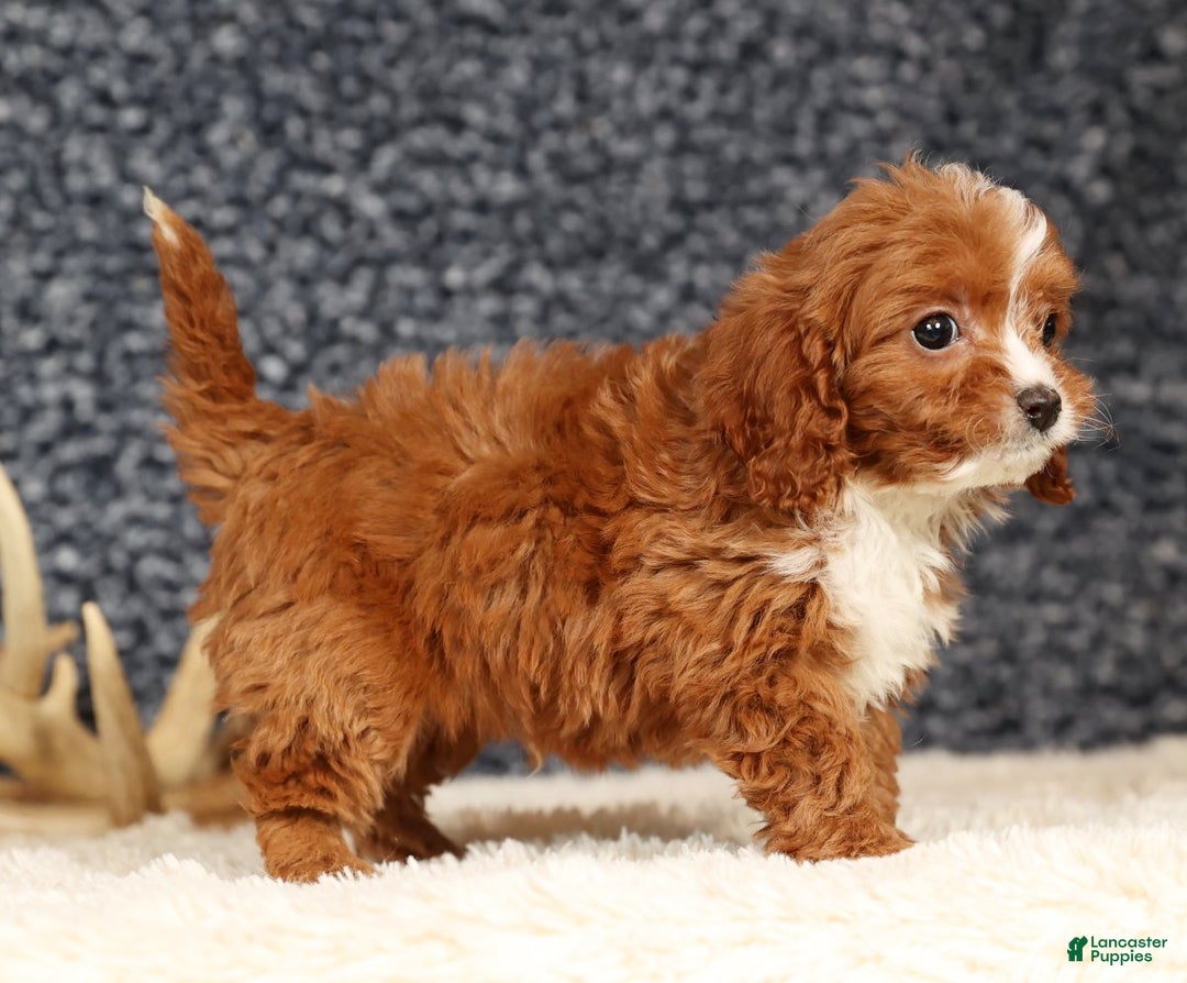 Cavapoo dogs for sale: Dash - Ad 3