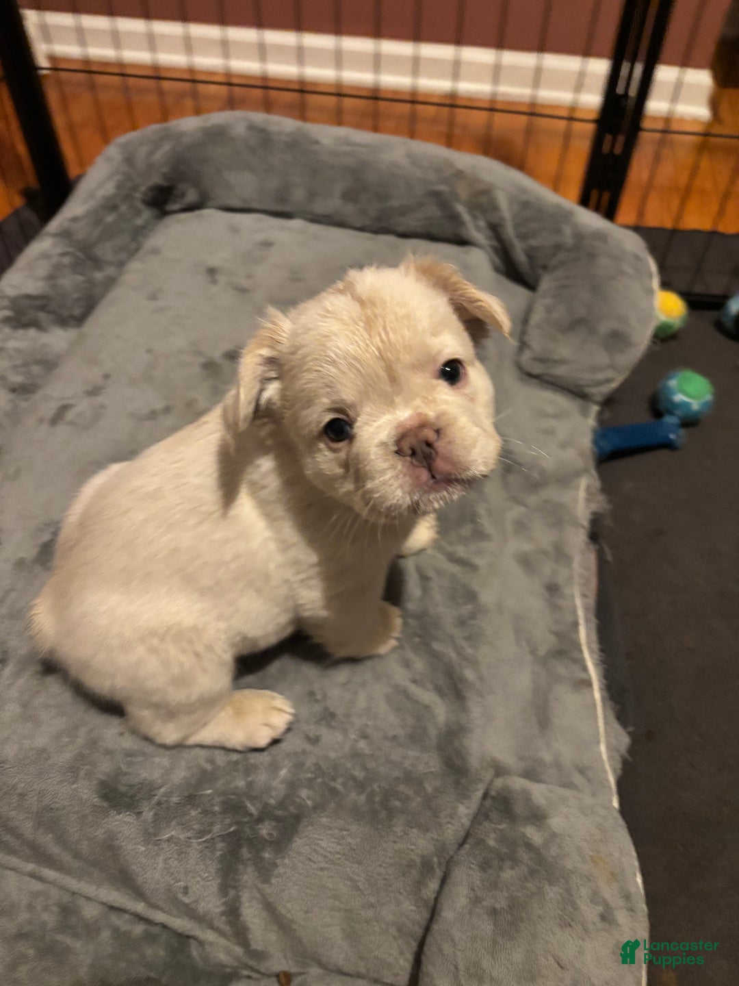 French Bulldog dogs for sale: Lila - Ad 7