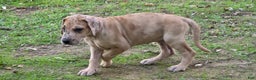 Great Dane dogs for sale: Taj - Ad 8