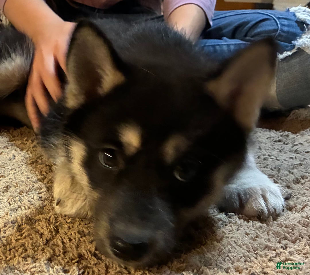 Siberian Husky dogs for sale: Siberian Husky Puppy 2 - Ad 3