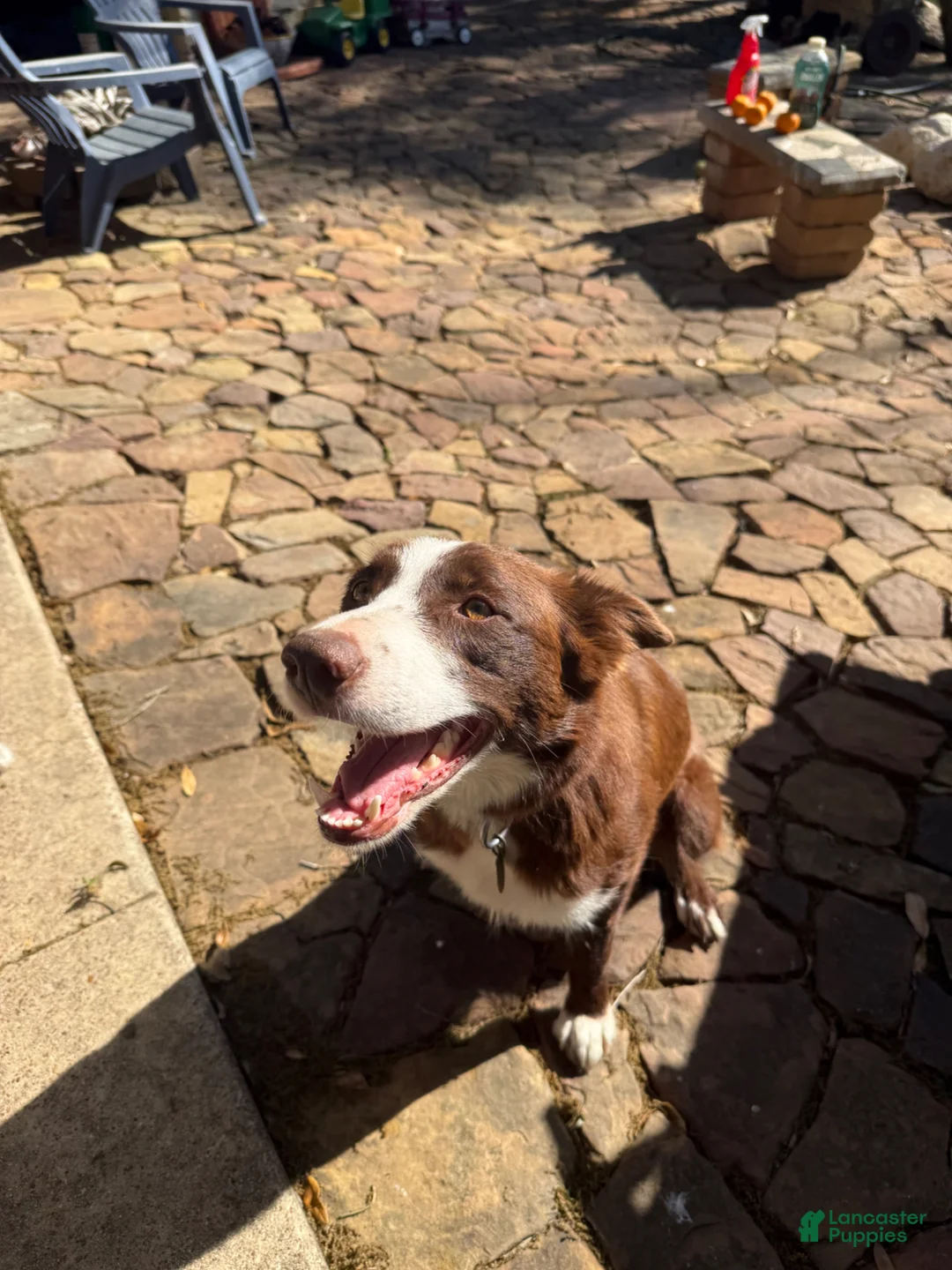 Border Collie dogs for sale: Border Collie Puppy 5 - Ad 2