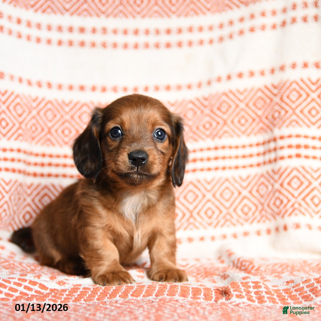 Miniature Dachshund dogs for sale: Kujo - Ad 4