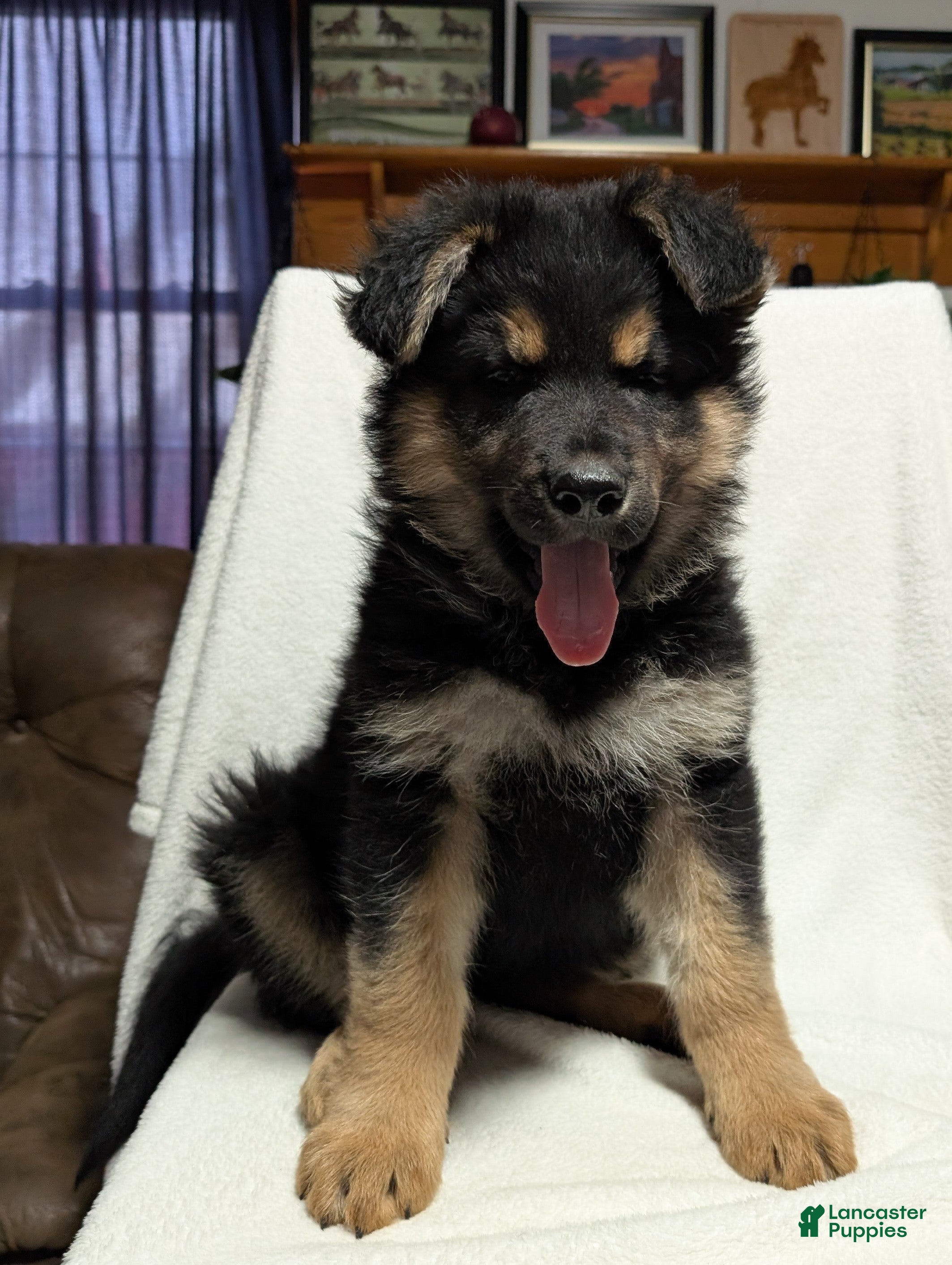 German Shepherd dogs Katy  - Ad 1