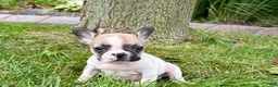 French Bulldog dogs for sale: Barry  - Ad 4