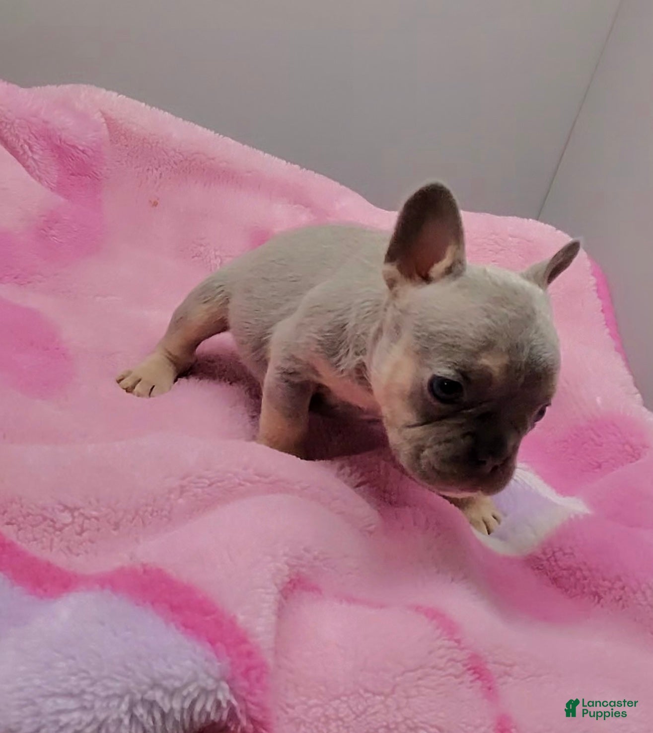 French Bulldog dogs French Bulldog 5 - Ad 1