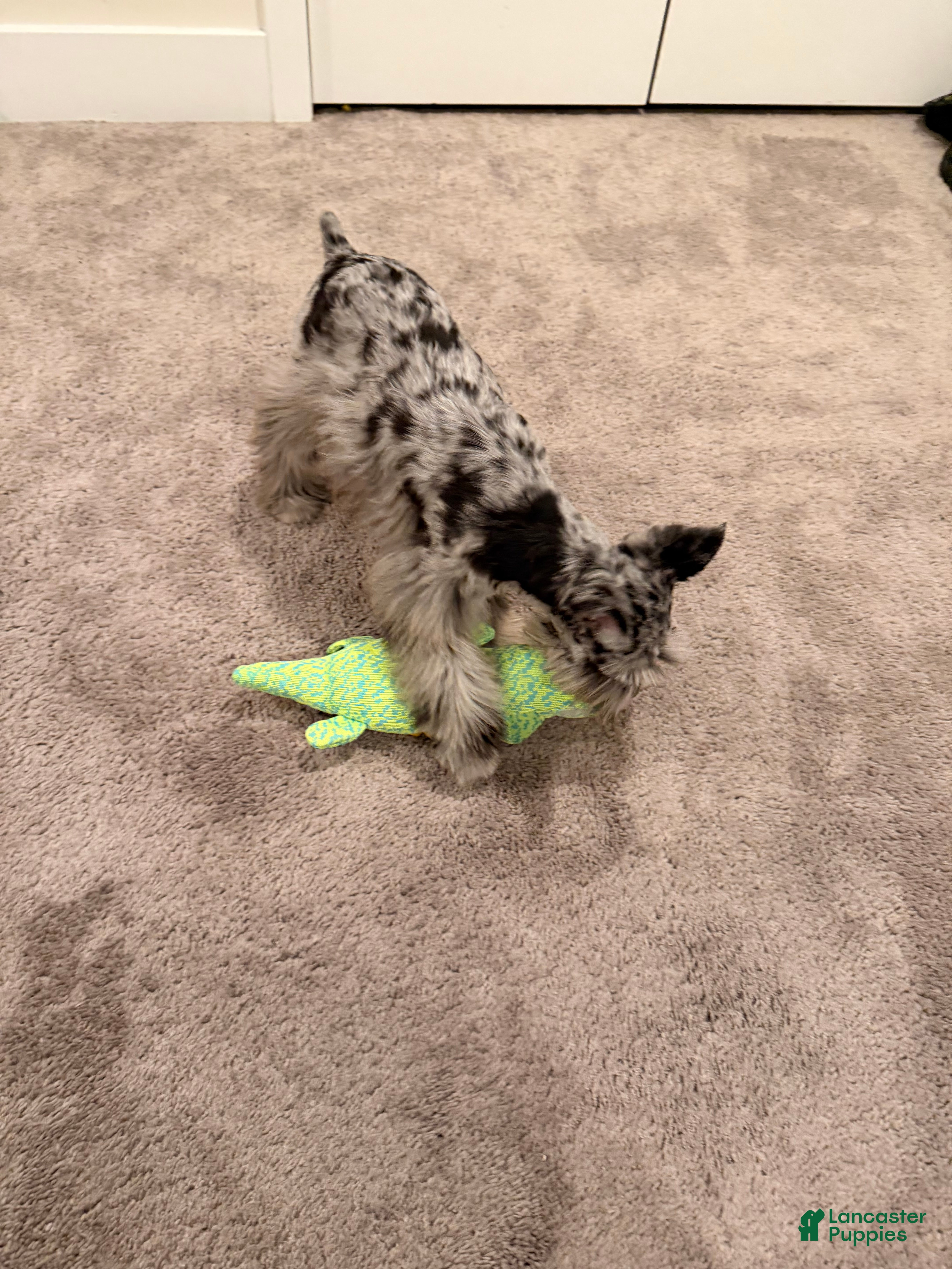 Miniature Schnauzer dogs Zoe - Ad 36