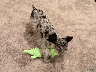 Miniature Schnauzer dogs Zoe - Ad 36