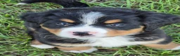 Bernese Mountain Dog dogs for sale: Bella - Ad 2
