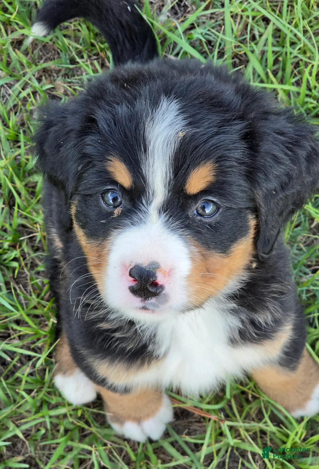 Bernese Mountain Dog dogs for sale: Bella - Ad 2