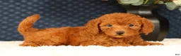 Havapoo dogs for sale: Debbie - Ad 4