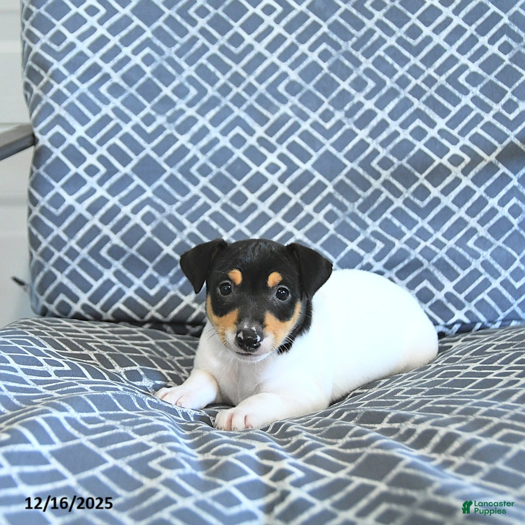 Toy Fox Terrier dogs for sale: Brad  - Ad 4