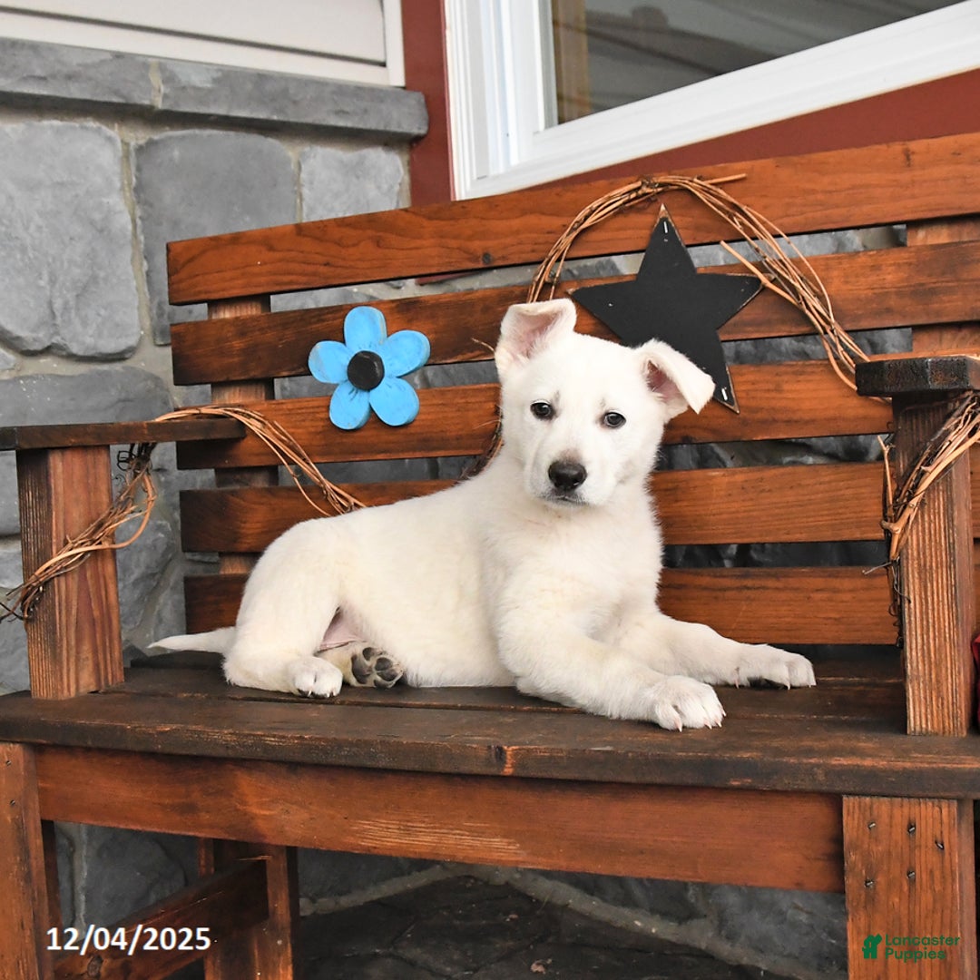 German Shepherd dogs for sale: Missie - Ad 1