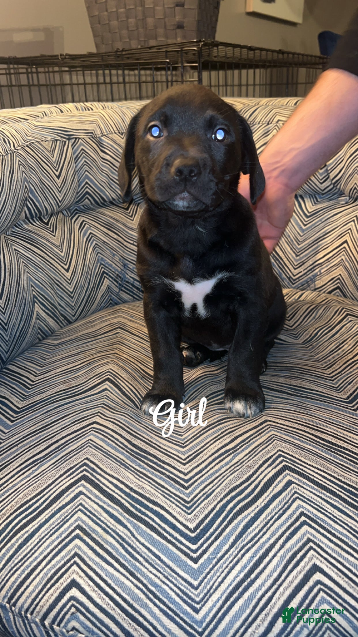 Mixed Breed dogs Mixed Breed Puppy 1 - Ad 35