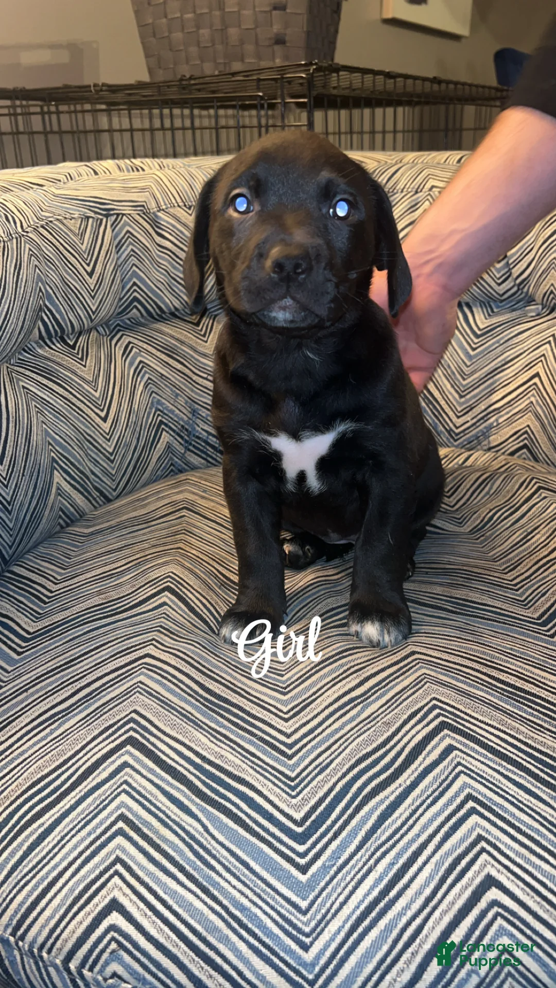 Mixed Breed dogs for sale: Mixed Breed Puppy 1 - Ad 1