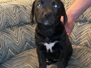 Mixed Breed dogs Mixed Breed Puppy 1 - Ad 35