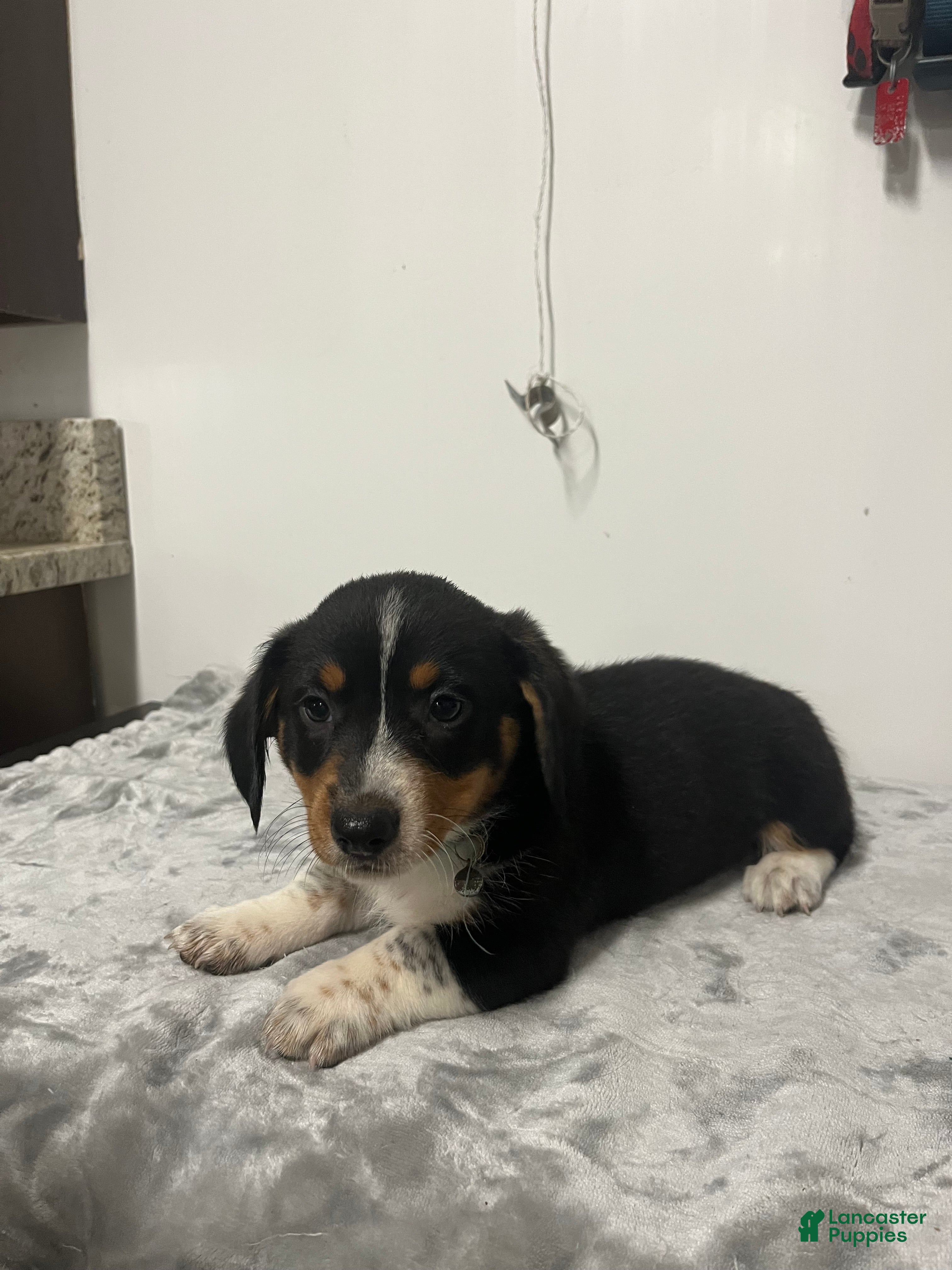 Mixed Breed dogs Angus  - Ad 1