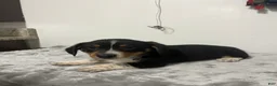 Mixed Breed dogs for sale: Angus  - Ad 1