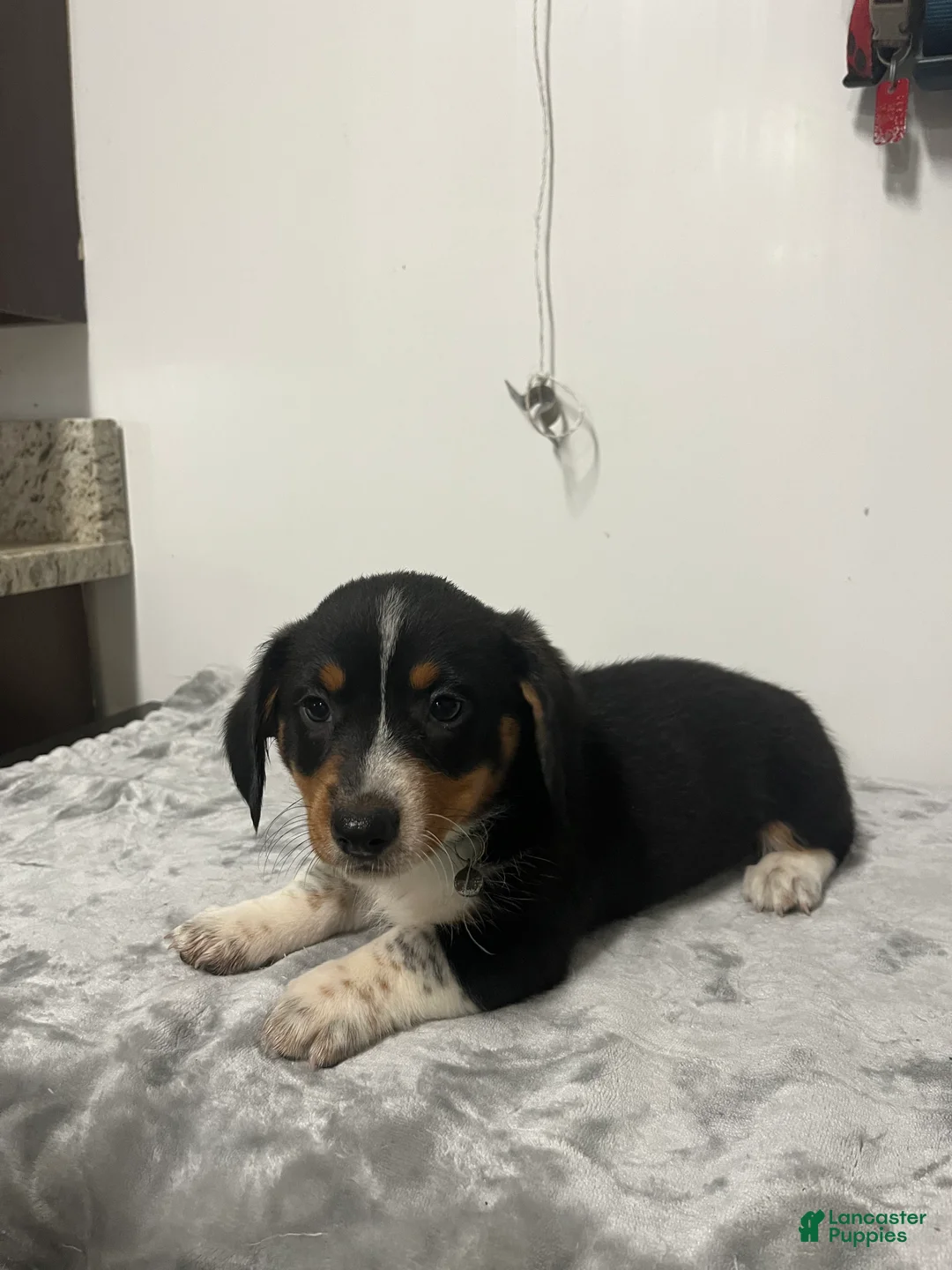 Mixed Breed dogs for sale: Angus  - Ad 1