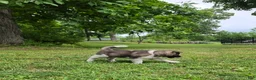Akita dogs for sale: Mya - Ad 6