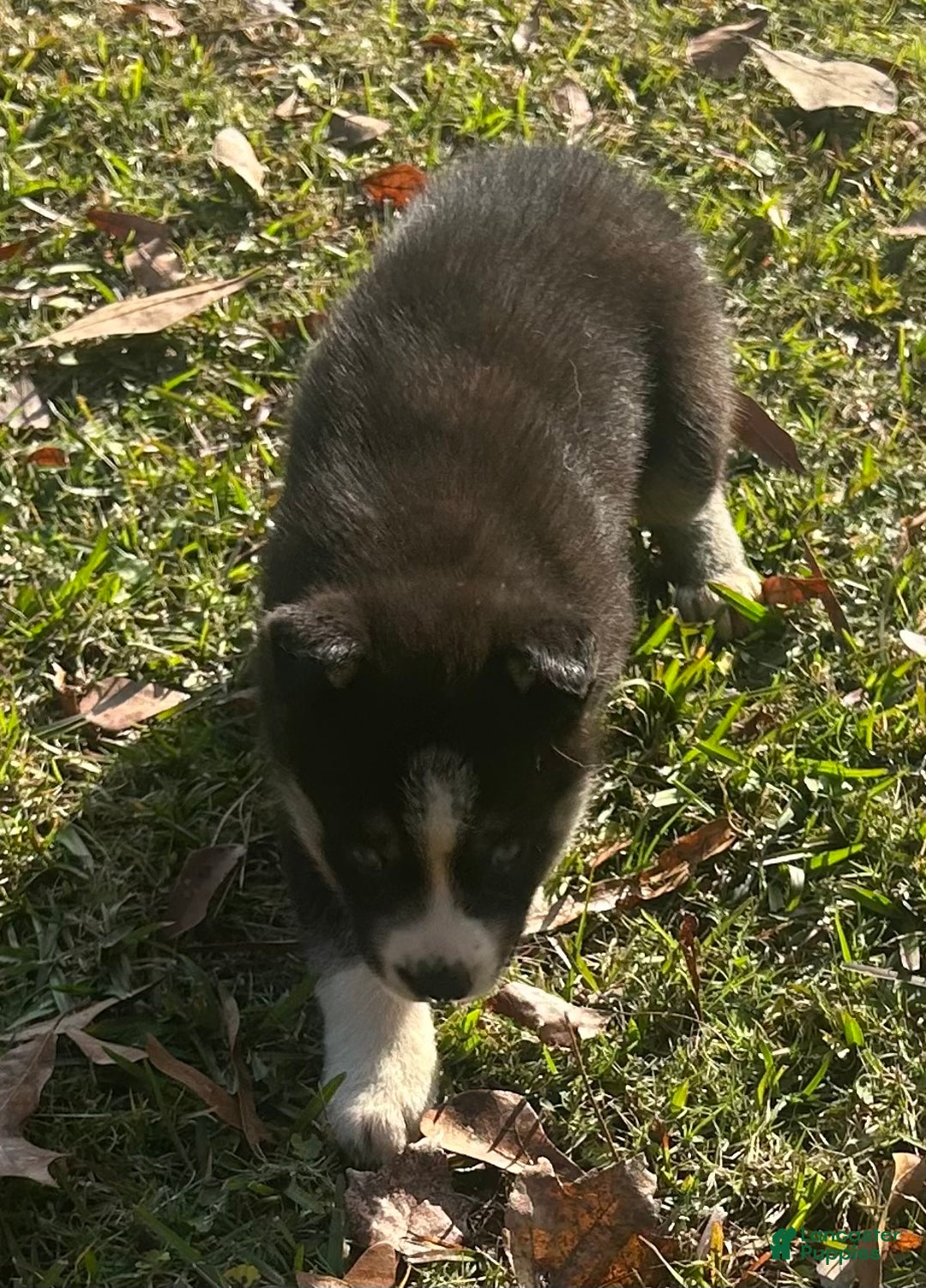 Siberian Husky dogs for sale: Zena - Ad 2