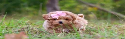 Maltipoo dogs for sale: Oakley - Ad 7