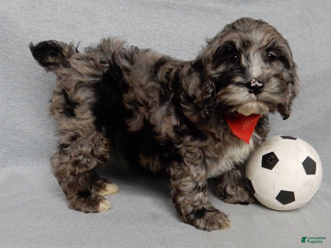 Cockapoo dogs for sale: Bentley - Ad 4