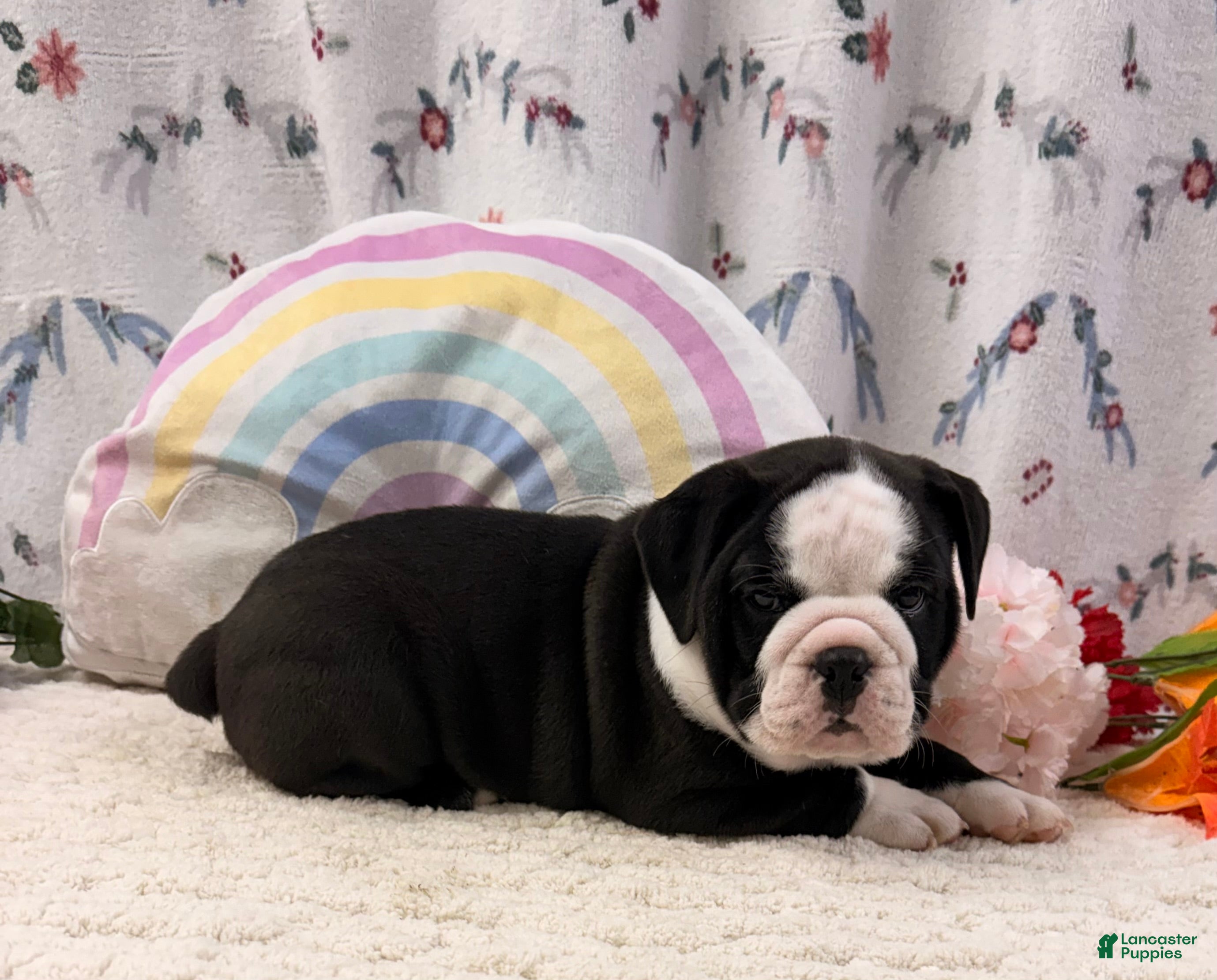 English Bulldog dogs Marla - Ad 2