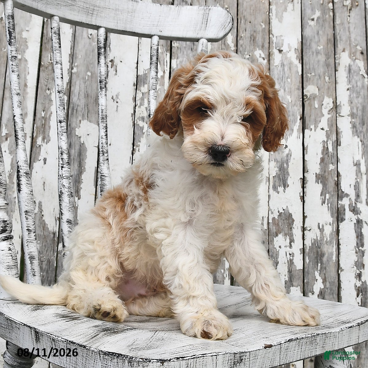 Goldendoodle dogs Scott - Ad 2