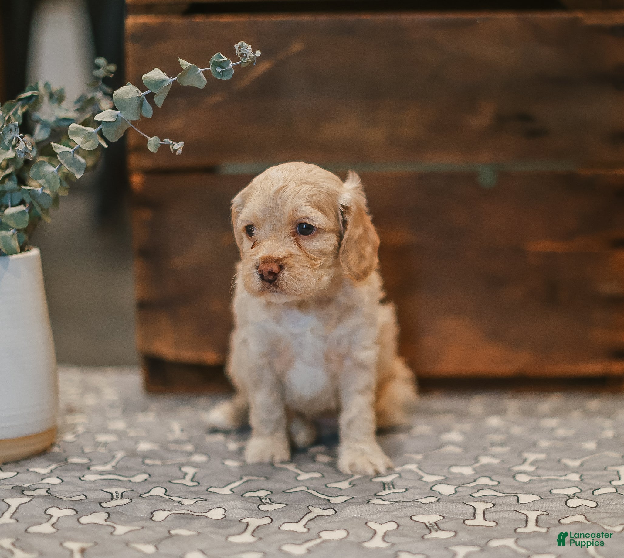 Cockapoo dogs Delilah  - Ad 2