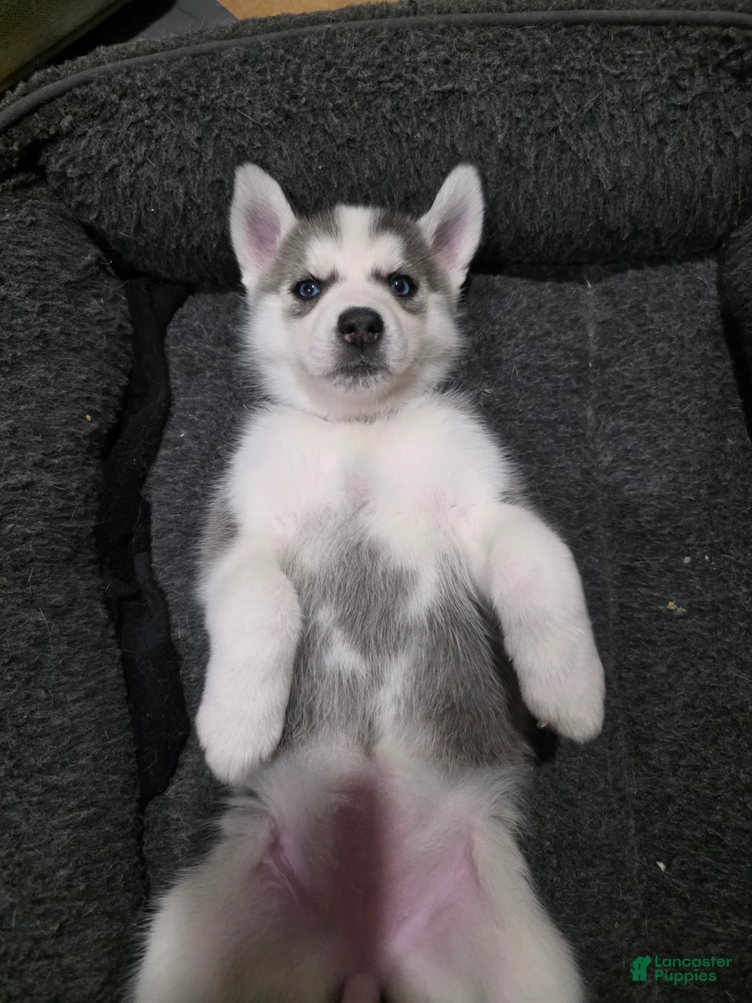 Siberian Husky dogs for sale: Siberian Husky Puppy 3 - Ad 2