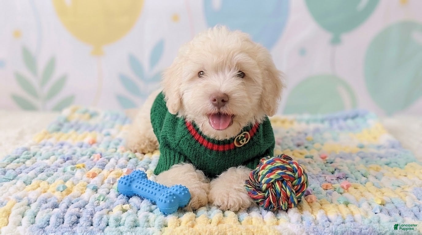 Maltipoo dogs GUCCI - Ad 2