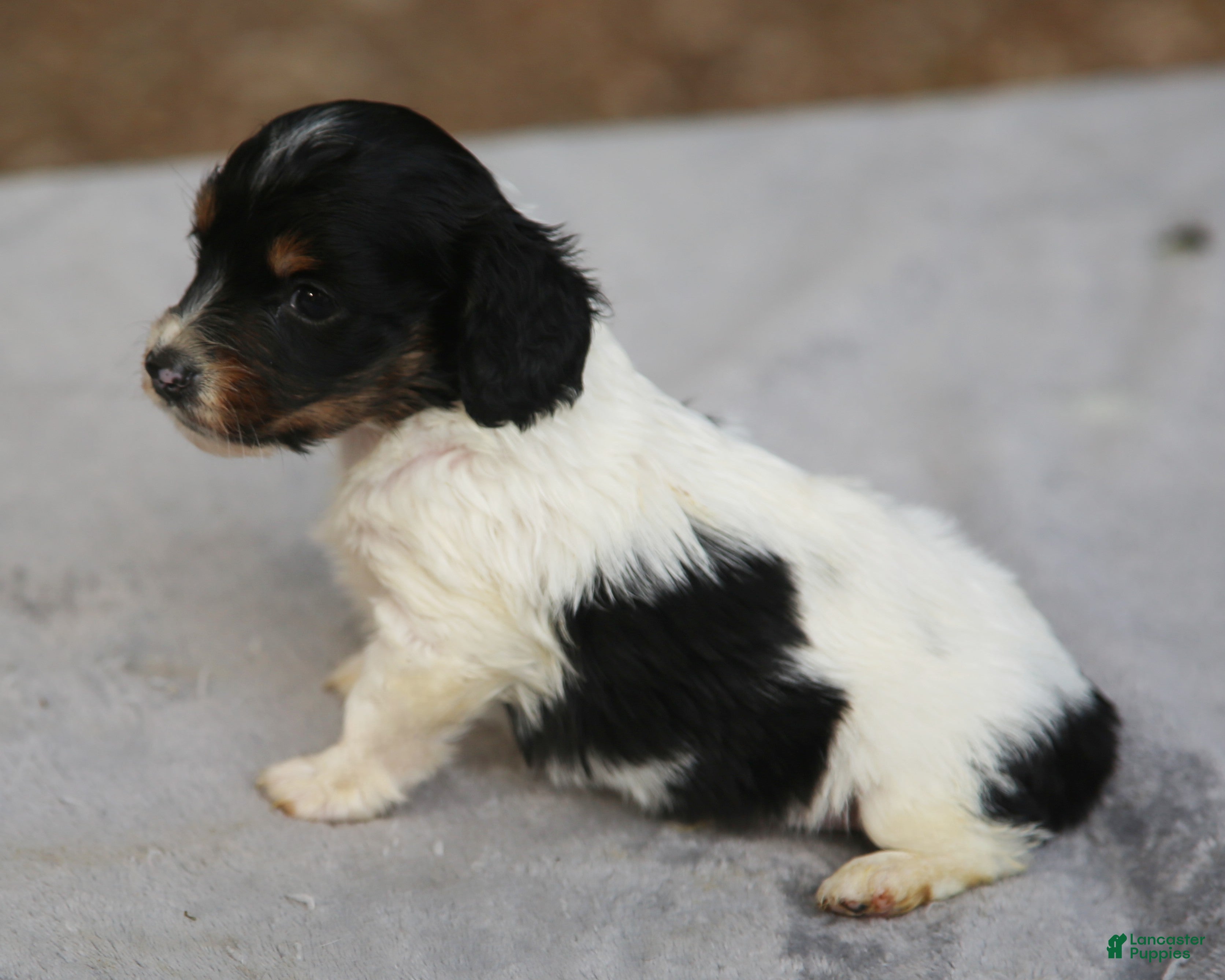 Dachshund dogs for sale: Black and Tan Brindle Piebald Male - Ad 2