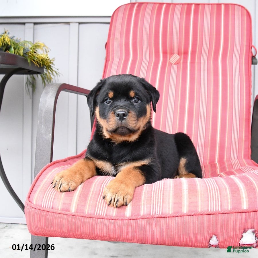 Rottweiler dogs Smokey - Ad 14